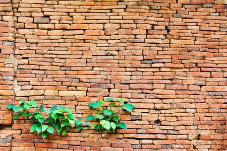 Old brick wall as backgroundの写真素材