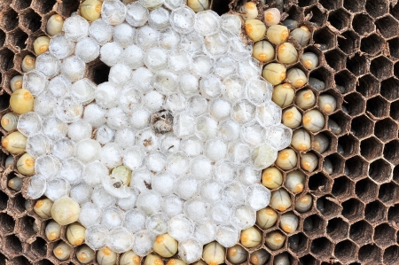 Wasps nestの写真素材