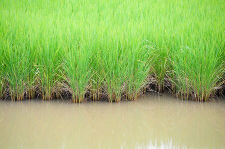 Green rice farmの写真素材
