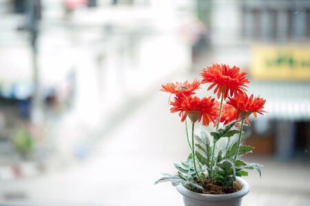 Artificial flower in vase  on tableの写真素材