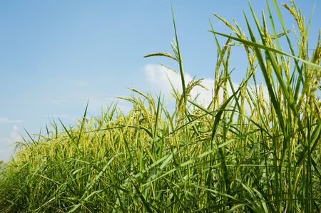 Rice harvest, paddy rice farm under blue skyの写真素材