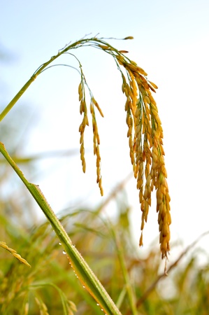 Cereal rice fields with ripe spikes closeup macroの写真素材