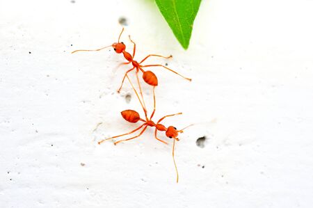 red antの写真素材