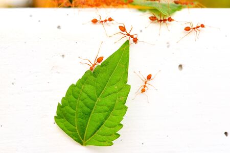 red antの写真素材