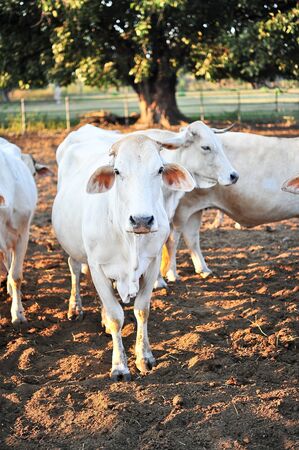 A herd of tak breed cows on farmの写真素材