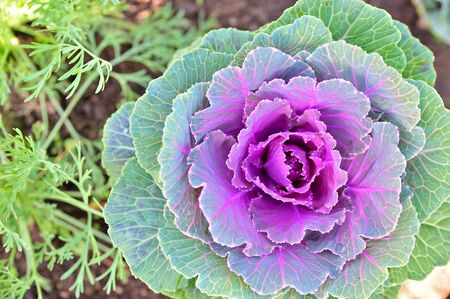 Purple cabbage flowerの写真素材