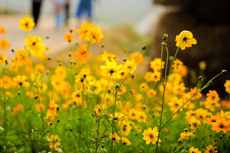 Cosmos flower