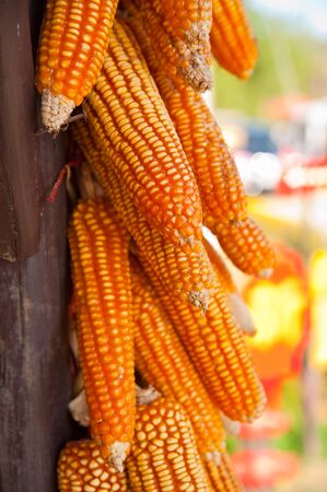 A lot of cob corn, hung to dry in the autumn sun