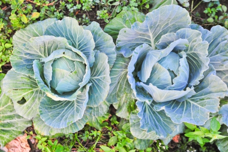 Cabbages in the gardenの写真素材