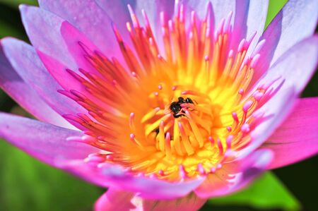 The Top view of Pink Lotusの写真素材