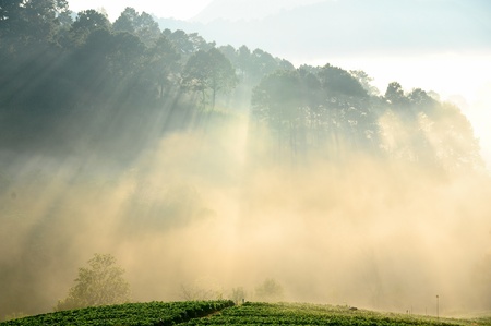 Beautiful landscape and fresh strawberries farm in winter at Chiangmai   Thailandの写真素材