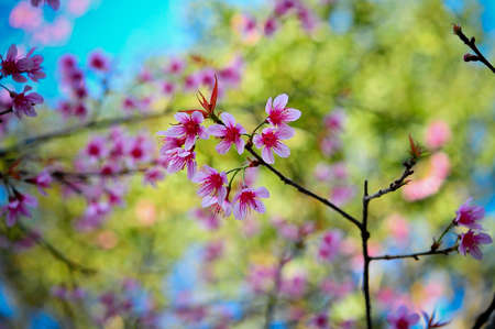 Thai sakura blooming in winter, North of Thailand