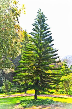 pine treeの写真素材