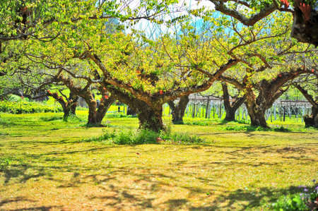 Landscape with plum trees orchard on doi angkhang, chaiangmai   thailand