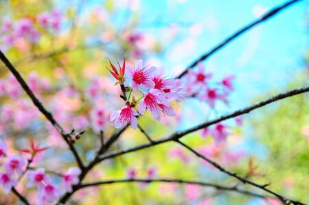 Beautiful thai sakura in winter at Doi ang khang mountain Chaing mai , Thailand の写真素材