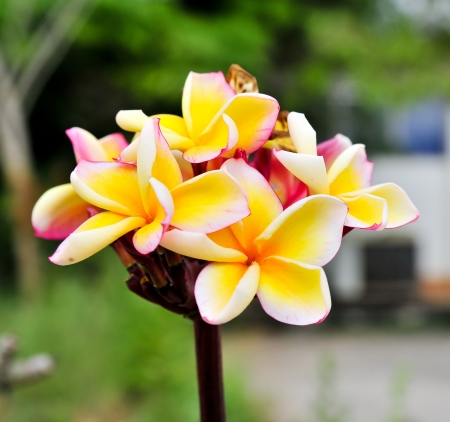Bunch of colorful fragrant frangipani or plumeria tropical flowersの写真素材