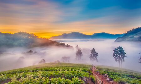 misty morning in strawberry farm at doi angkhang mountain, chiangmai   thailandの写真素材