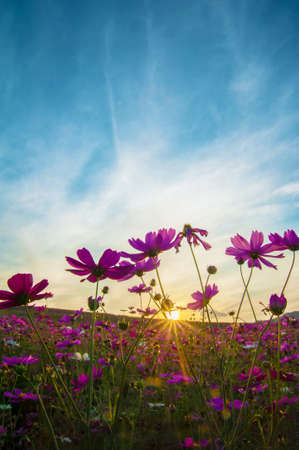 cosmos flower with sunsetの写真素材