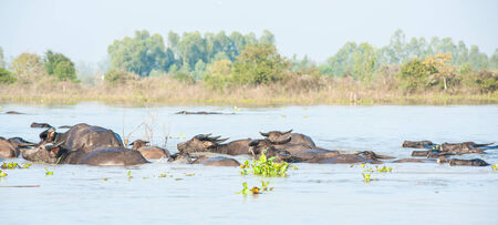 buffalo face on the river