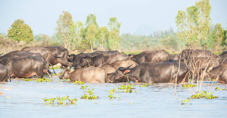 buffalo face on the riverの写真素材