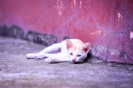 Cat in Thailandの写真素材