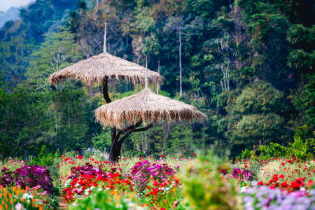 beautiful flowers garden at doi angkhang Mountain, Chiang Mai, Thailandの写真素材