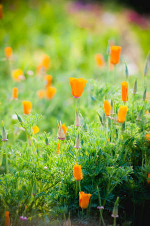 beutiful yellow flower in garden on angkhang mountain, chiang mai, thailandの写真素材