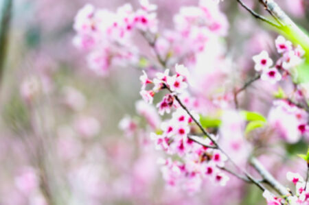 Cherry blossom or sakura flowers on Doi angkhang mountain chiang mai thailandの写真素材