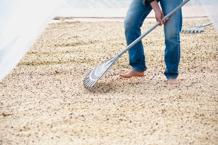 process of drying coffee beans in clean roomの写真素材