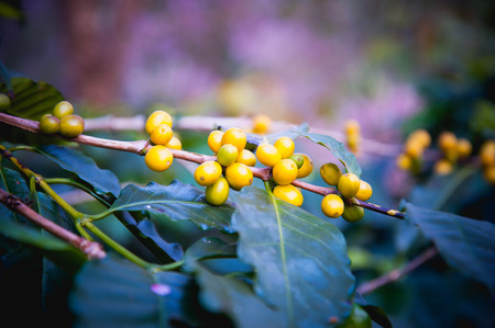 Coffee beans ripening on tree in North of thailandの写真素材