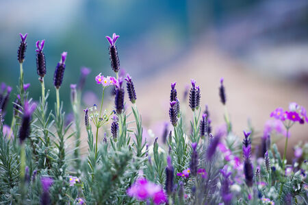 Spanish Lavender on garden at Angkhang mountain, chiangmai thailandの写真素材