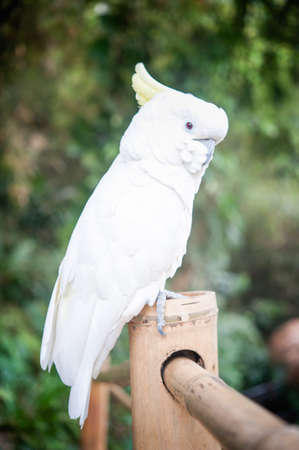 White parrot on a branchの写真素材