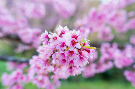 Sakura flower blooming blossom in Pangkhon mountain Chiang rai, Thailandの写真素材