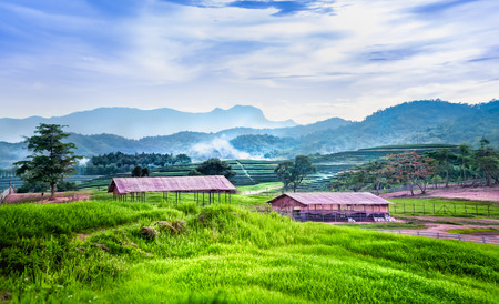 landscape of Tea plantation on the hill with cottageの写真素材