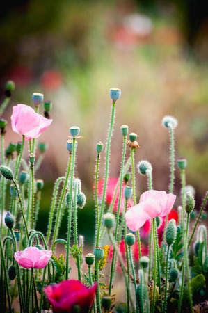 Opium poppy flower, angkhang mountain Thailandの写真素材