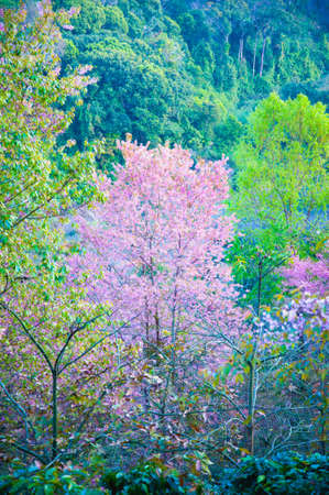 Himalayan Cherry (Prunus cerasoides) blooming at pang khon    mountain Chiang Rai, Thailandの写真素材
