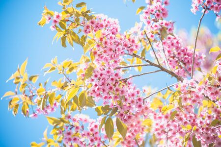 Himalayan Cherry Prunus cerasoides blooming at pang khon mountain Chiang Rai Thailand
