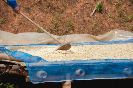 Coffee farmer drying coffee beans at plantation on Pha Hi mountrain, Chiangrai Thailand