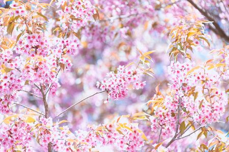 Sakura flower blooming blossom in Pangkhon mountain Chiang rai, Thailandの写真素材