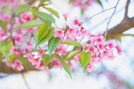 Himalayan Cherry (Prunus cerasoides) blooming at pang khon mountain Chiang Rai, Thailandの写真素材