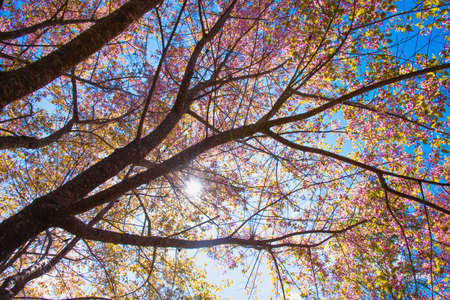 Himalayan Cherry (Prunus cerasoides) blooming at pang khon mountain Chiang Rai, Thailandの写真素材