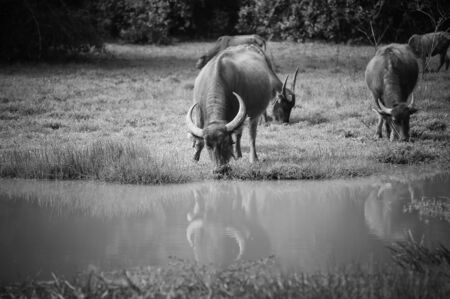 asia buffalo in grass field at thailandの写真素材