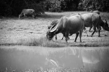 asia buffalo in grass field at thailandの写真素材