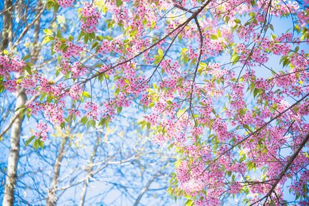 Sakura flower blooming blossom in Pangkhon mountain Chiang rai, Thailand