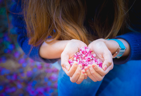 Asia Woman hand with Himalayan Cherry (Prunus cerasoides)の写真素材