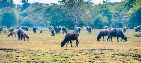 asia buffalo in grass field at thailandの写真素材