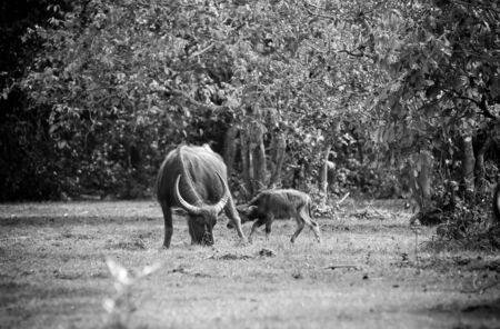 asia buffalo in grass field at thailandの写真素材