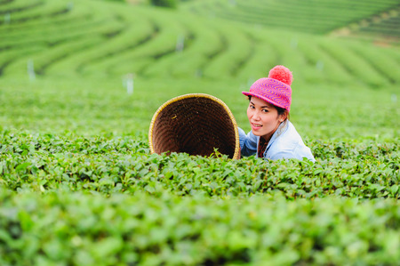 Asia beautiful Woman picking tea leaves in a tea plantation, happynessの写真素材