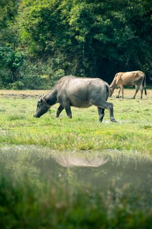 asia buffalo in grass field at thailand