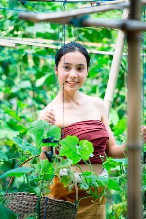 Asia beautiful woman and basket  harvesting containing zucchini, chiangrai Thailand, vintage style, add grainの写真素材